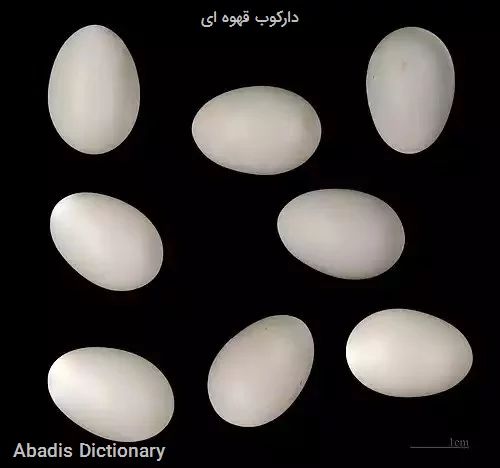 دارکوب قهوه ای